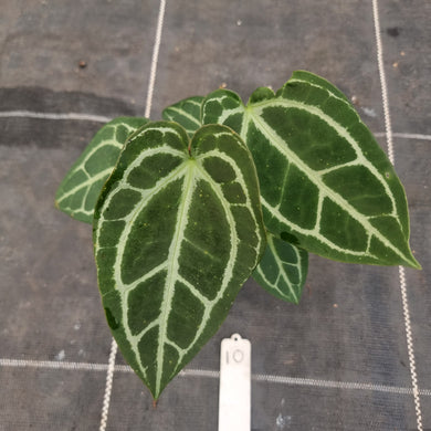 #10 Anthurium NOID