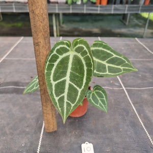 #10 Anthurium NOID