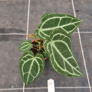 #10 Anthurium NOID