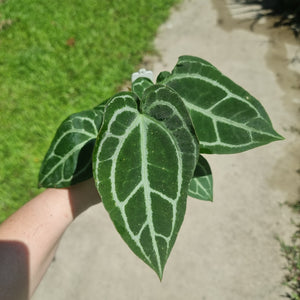 #10 Anthurium NOID