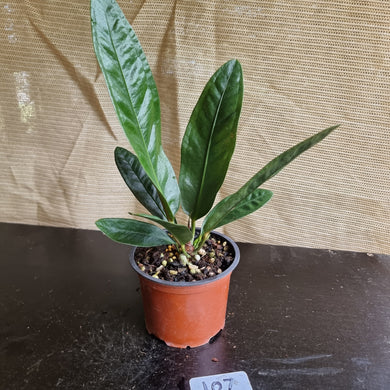 #107 Anthurium Superbum