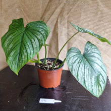 Load image into Gallery viewer, #896 Philodendron Silver Cloud