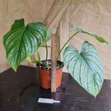 Load image into Gallery viewer, #896 Philodendron Silver Cloud