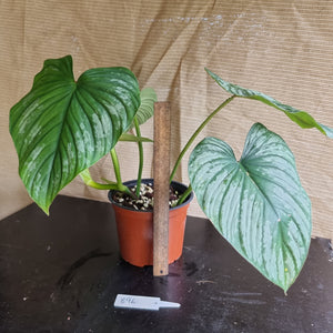 #896 Philodendron Silver Cloud