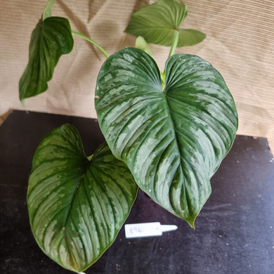 #896 Philodendron Silver Cloud