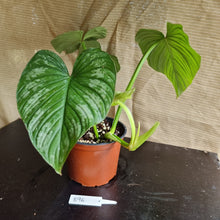 Load image into Gallery viewer, #896 Philodendron Silver Cloud