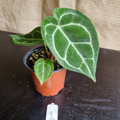#1 Anthurium Crystallinum x