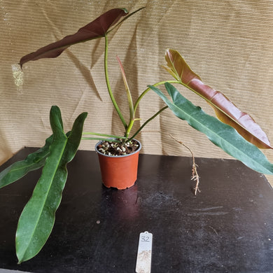#32 Philodendron Atabapoense
