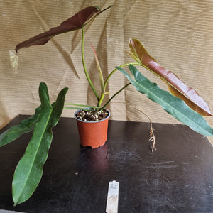 #32 Philodendron Atabapoense