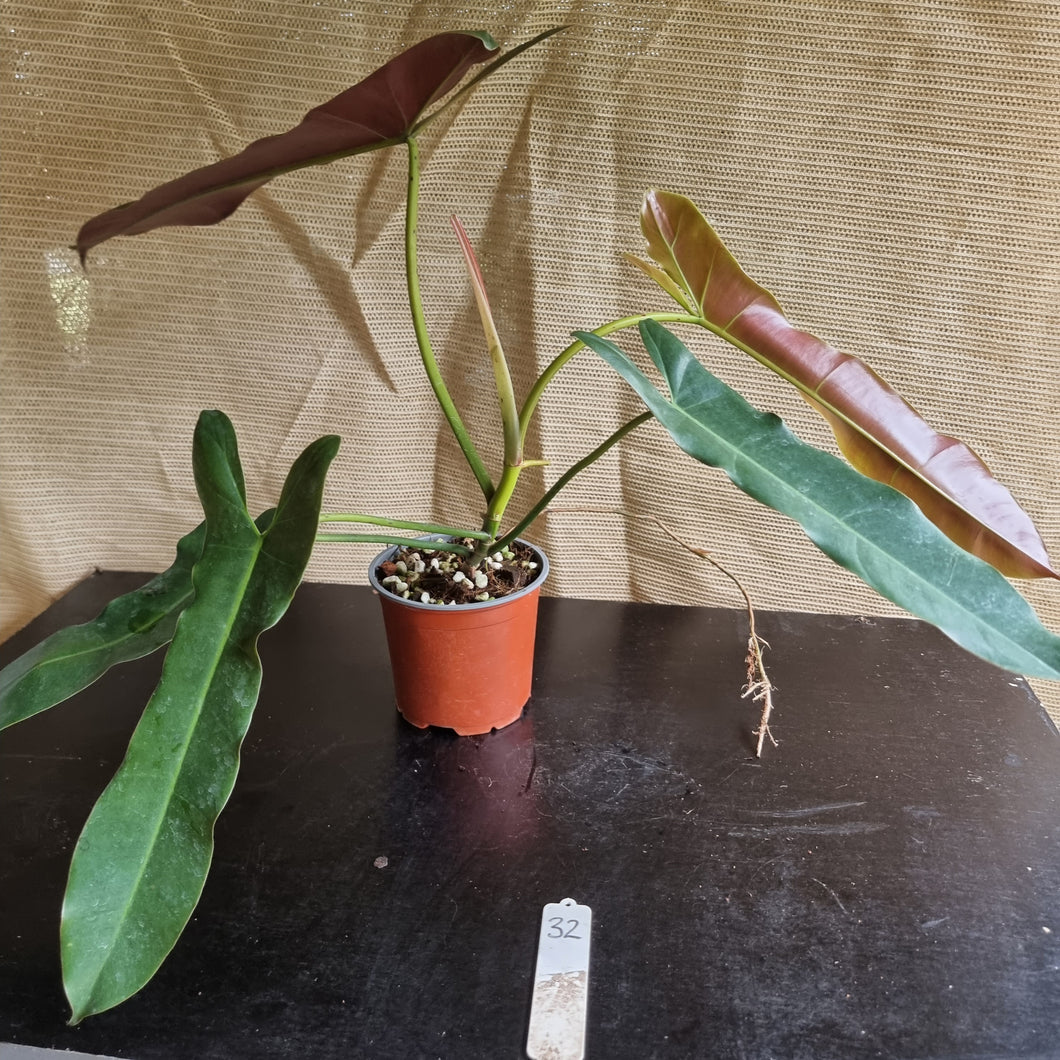 #32 Philodendron Atabapoense