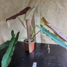 Load image into Gallery viewer, #32 Philodendron Atabapoense