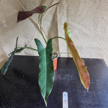 Load image into Gallery viewer, #32 Philodendron Atabapoense