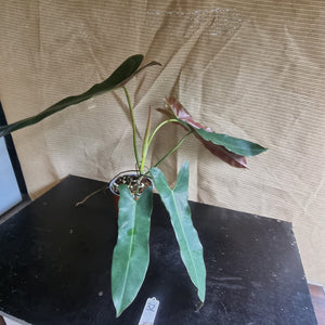#32 Philodendron Atabapoense