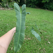 Load image into Gallery viewer, #32 Philodendron Atabapoense