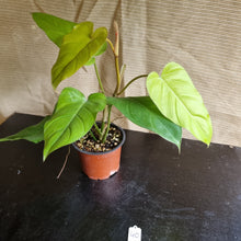 Load image into Gallery viewer, #40 Philodendron Golden Erubescens