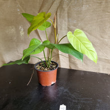 Load image into Gallery viewer, #40 Philodendron Golden Erubescens