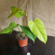 Load image into Gallery viewer, #40 Philodendron Golden Erubescens