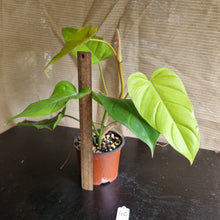 Load image into Gallery viewer, #40 Philodendron Golden Erubescens
