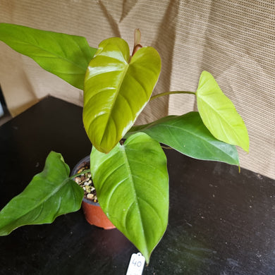 #40 Philodendron Golden Erubescens