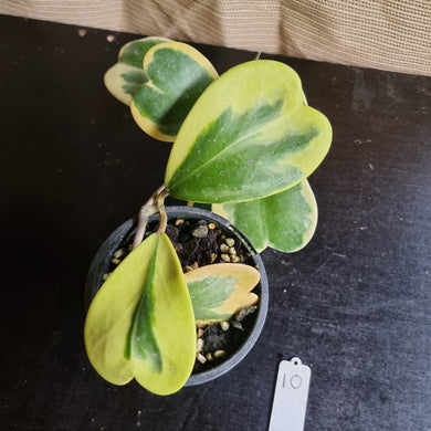 #10 Variegated Hoya Kerrii