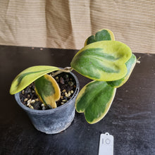 Load image into Gallery viewer, #10 Variegated Hoya Kerrii