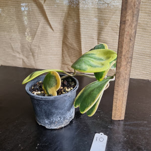 #10 Variegated Hoya Kerrii