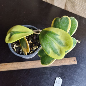 #10 Variegated Hoya Kerrii