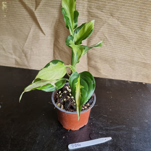 #704 Aglaonema Shingii