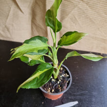 Load image into Gallery viewer, #704 Aglaonema Shingii