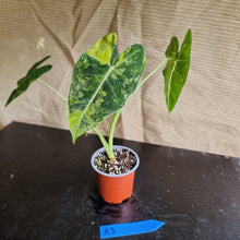 Load image into Gallery viewer, #A3 Frydek Alocasia - Variegated Alocasia Micholitziana
