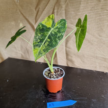 Load image into Gallery viewer, #A3 Frydek Alocasia - Variegated Alocasia Micholitziana