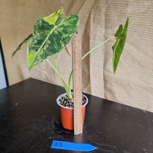 Load image into Gallery viewer, #A3 Frydek Alocasia - Variegated Alocasia Micholitziana