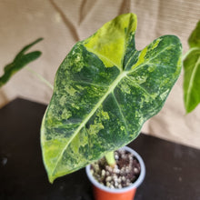 Load image into Gallery viewer, #A3 Frydek Alocasia - Variegated Alocasia Micholitziana