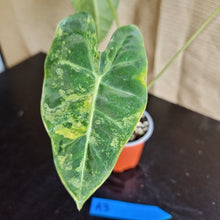 Load image into Gallery viewer, #A3 Frydek Alocasia - Variegated Alocasia Micholitziana