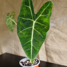 Load image into Gallery viewer, #A3 Frydek Alocasia - Variegated Alocasia Micholitziana