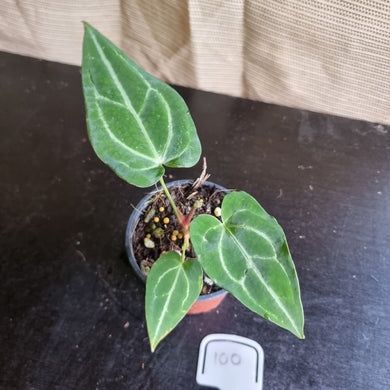 #100 Anthurium Magnificum x