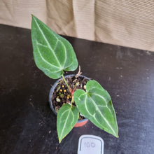 Load image into Gallery viewer, #100 Anthurium Magnificum x