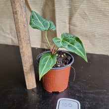 Load image into Gallery viewer, #100 Anthurium Magnificum x