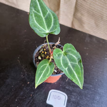Load image into Gallery viewer, #100 Anthurium Magnificum x