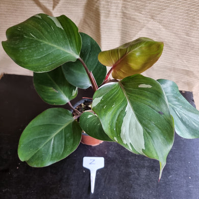 #Z Philodendron White Knight