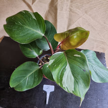 Load image into Gallery viewer, #Z Philodendron White Knight