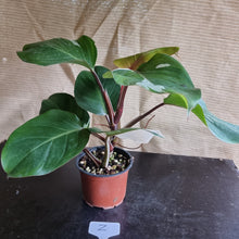 Load image into Gallery viewer, #Z Philodendron White Knight