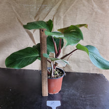 Load image into Gallery viewer, #Z Philodendron White Knight