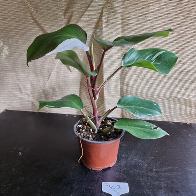 #303 Philodendron White Knight