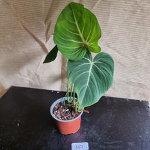 Load image into Gallery viewer, #167 Philodendron Gloriosum
