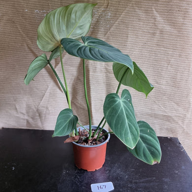 #167 Philodendron Gloriosum