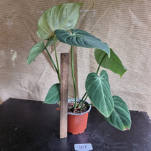 Load image into Gallery viewer, #167 Philodendron Gloriosum