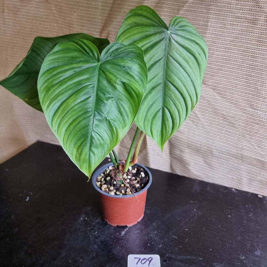 #709 Philodendron Tenue x Plowmanii