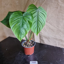 Load image into Gallery viewer, #709 Philodendron Tenue x Plowmanii