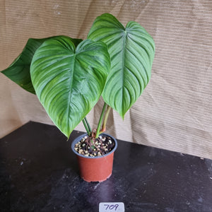 #709 Philodendron Tenue x Plowmanii